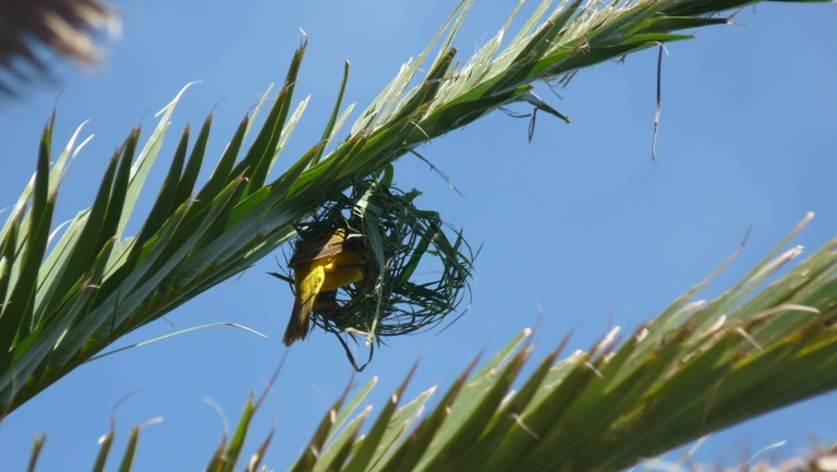 Webervogel beim Nestbau